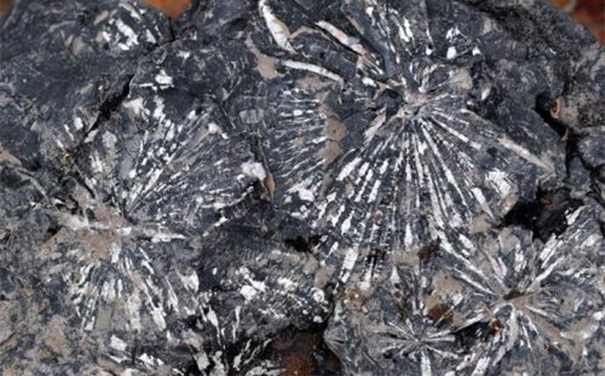 牧草進口清關代理小知識，超詳細