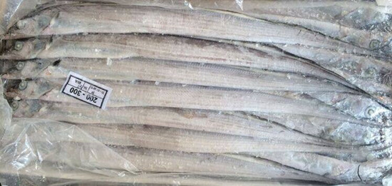 淺談巴基斯坦白帶魚/沙帶魚進(jìn)口報關(guān)清關(guān)流程資料以及稅率