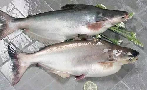 進口水產品報關知識，你想了解的