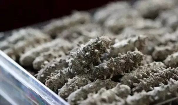 進口干海參報關必看指南進口干海參資質