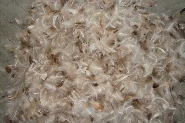 越南鴨毛進(jìn)口報(bào)關(guān)沒(méi)有你想象得那么復(fù)雜