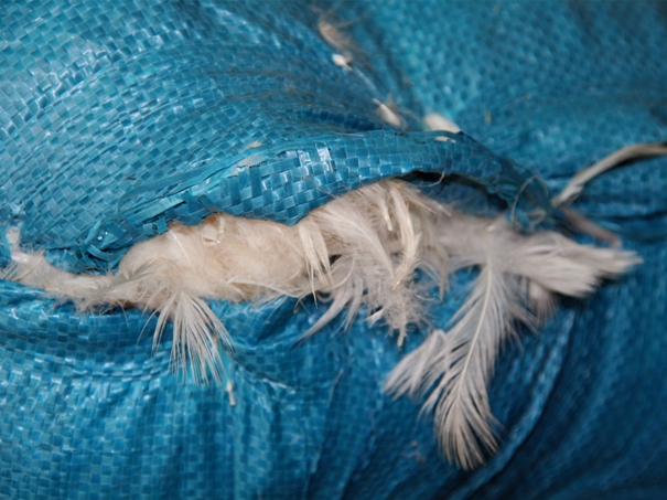 越南鴨毛進(jìn)口報(bào)關(guān)沒(méi)有你想象得那么復(fù)雜