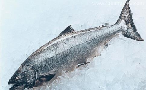 水產品進口報關公司代理服務