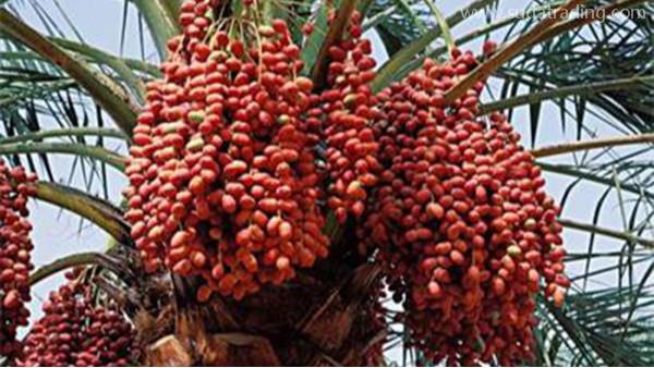 中東椰棗進口報關清關流程以及需要的單證資料