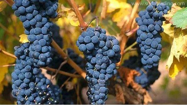 葡萄汁進(jìn)口報(bào)關(guān)手續(xù)如何辦理？