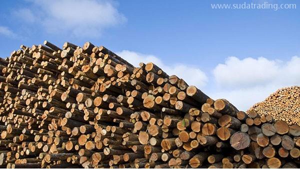 木材進口報關攻略，你想知道的都在這里！