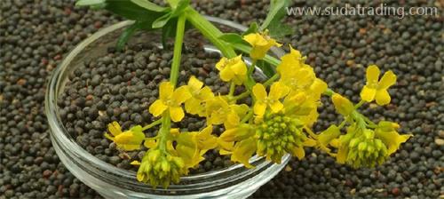 部分動(dòng)植物產(chǎn)品規(guī)范申報(bào)要素調(diào)整詳解