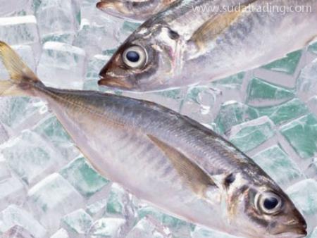 冷凍魚東莞進口報關代理操作指南！