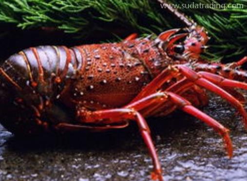 進口澳洲龍蝦報關手續及流程