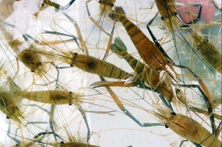 深圳空運進口印尼海鮮報關的費用，重點來啦!