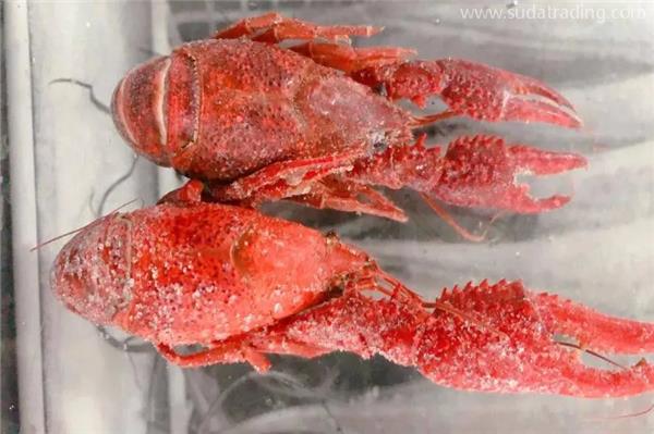 進口冷凍龍蝦報關代理操作流程手續