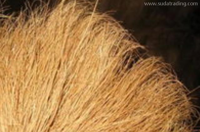 椰棕絲進口報關流程及注意事項 椰棕絲進口報關流程及注意事項