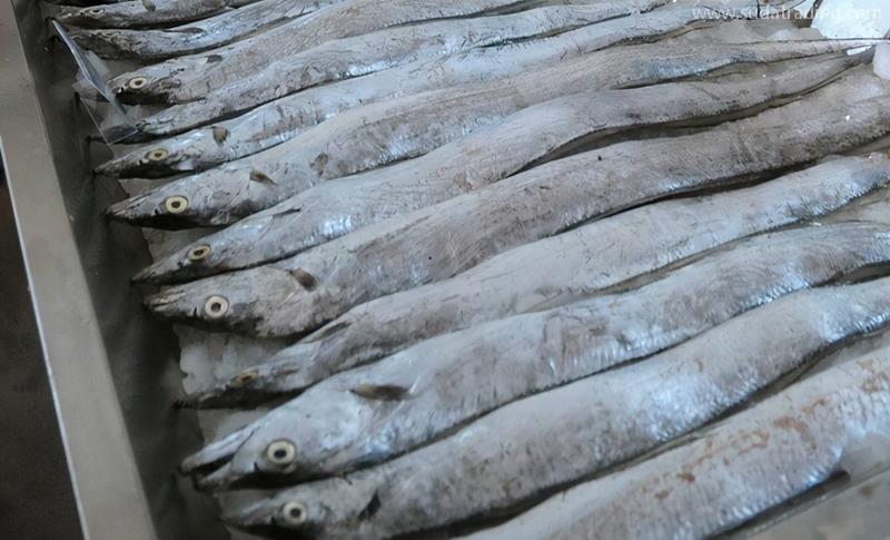 印度進口凍帶魚報關的具體流程手續