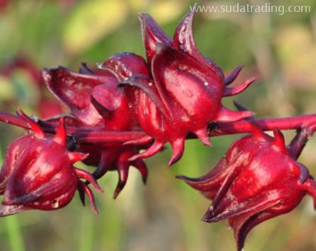 洛神花進口報關清關單證資料及流程