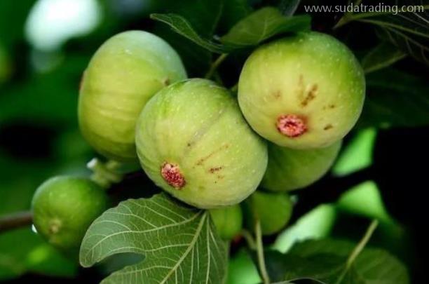 無花果進口報關清關流程