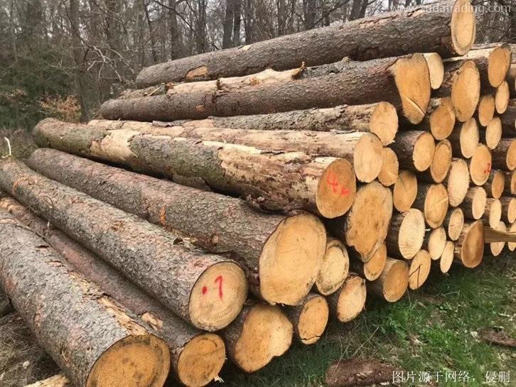 青島進口巴西原木報關流程,專業20年木材進口清關