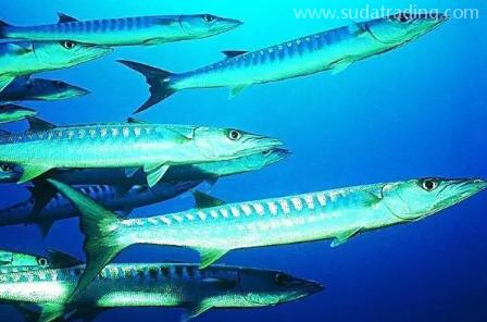 【進口知識】一文帶你了解帶魚