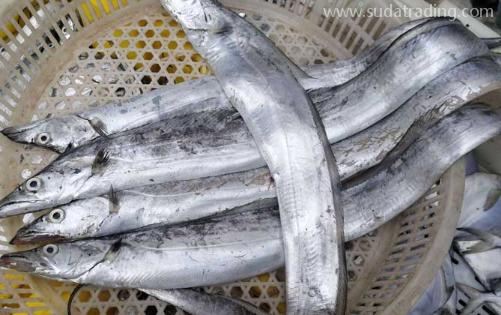 【進口知識】一文帶你了解帶魚