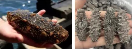【進(jìn)口知識】海參物種及其進(jìn)口情況簡介