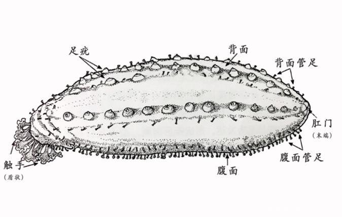 【進(jìn)口知識】海參物種及其進(jìn)口情況簡介